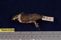 藏品(紅頭山雀)的圖片